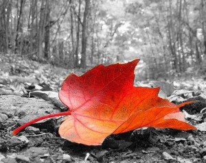 Immagine di Color Splash Photo, App per fare foto su Android, iPhone e iPad
